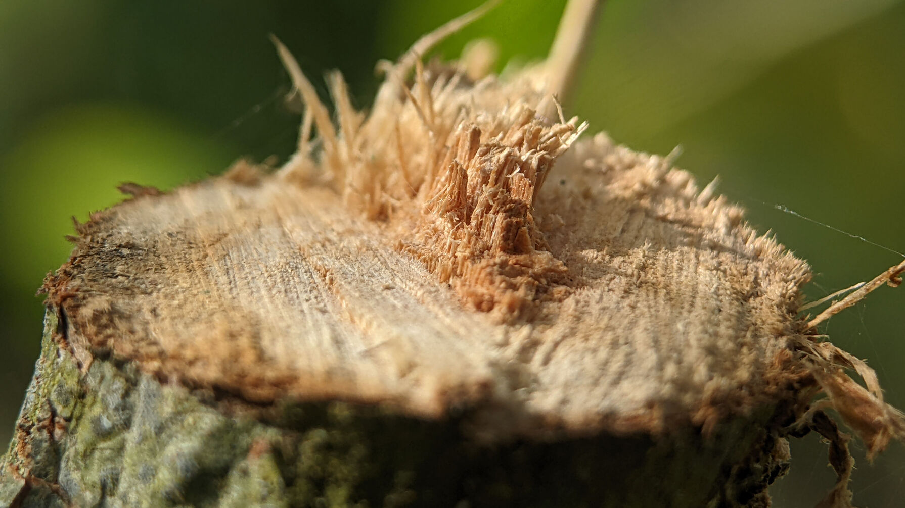 Baumfällung Hülpert Unternehmenszentrale Neubau